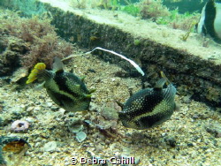 Ornata Cowfish feeding on a crab Pt Hughes Jetty South Au... by Debra Cahill 